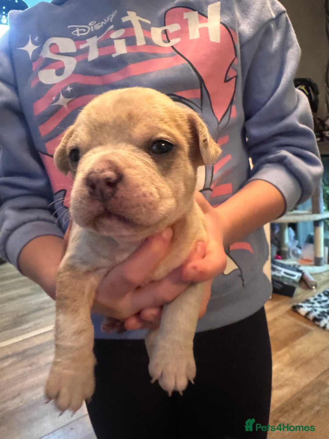 Mixed Breed dogs for sale: French bulldog x American bulldog Ready Now  - Advert 2