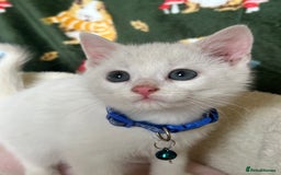 British Shorthair cats for sale: Beautiful Blue Eyed White Kittens - Image 5
