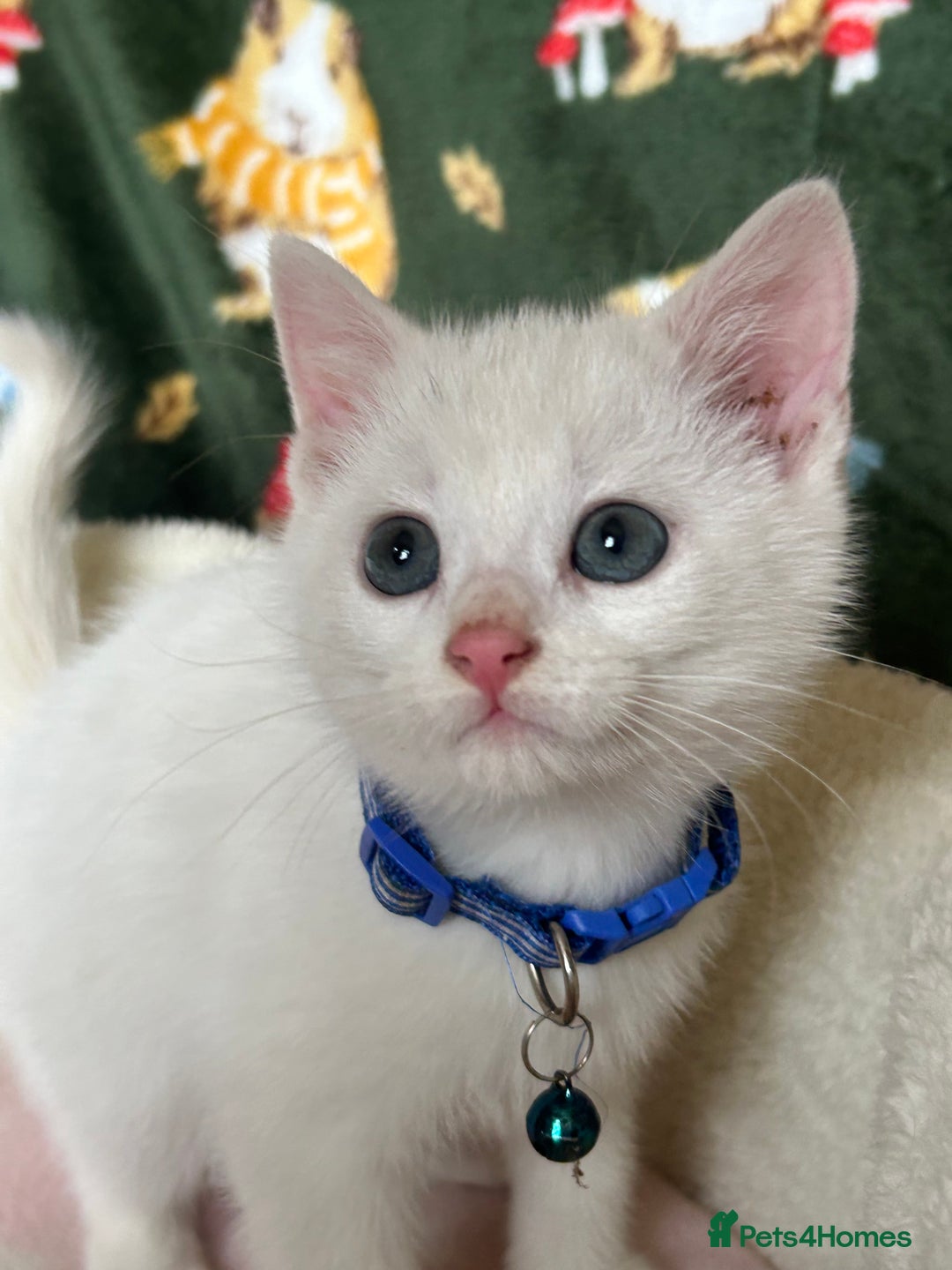 British Shorthair cats for sale: Beautiful Blue Eyed White Kittens - Image 5