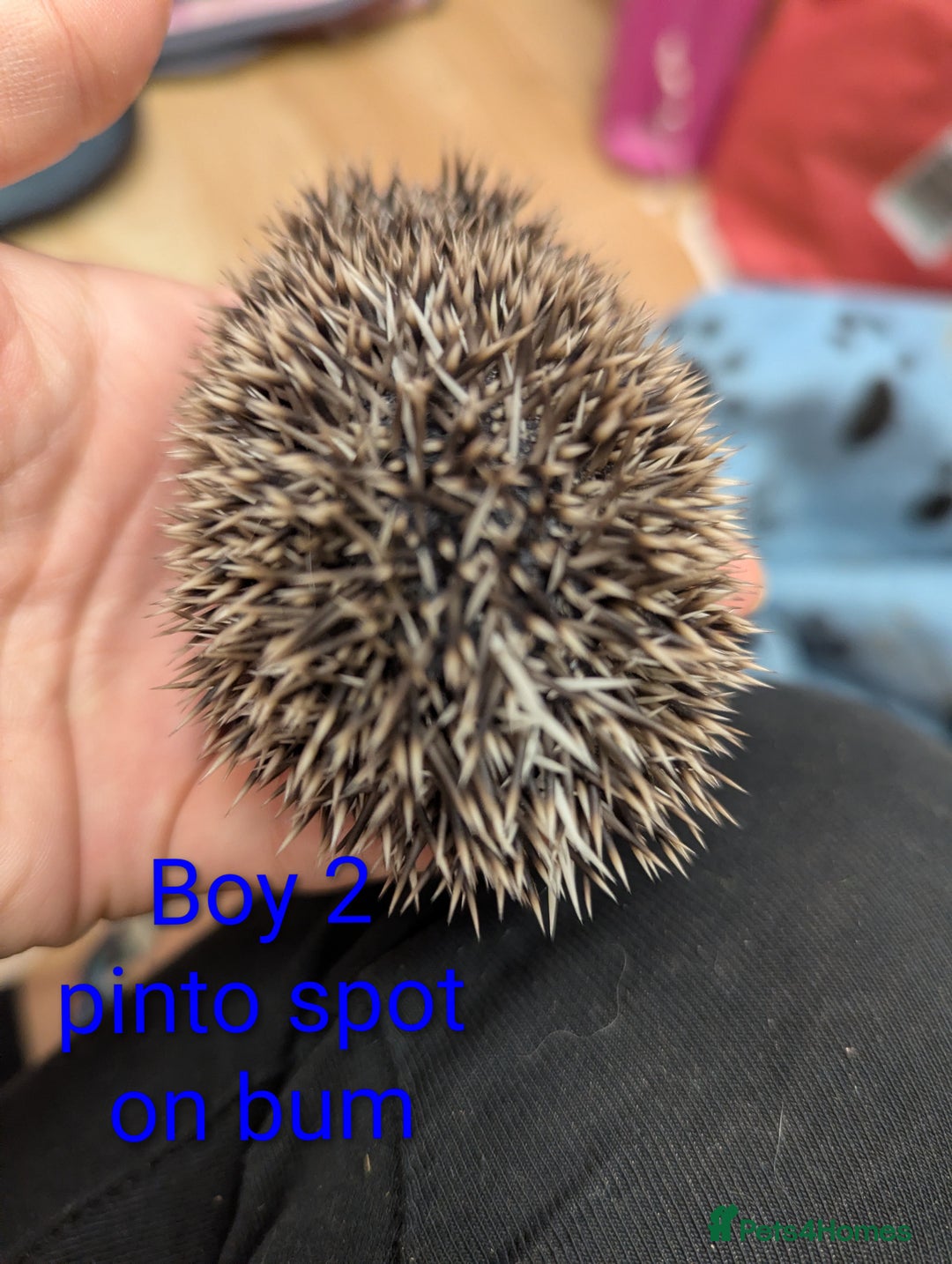 Pygmy Hedgehog rodents for sale: African Pygmy hedgehogs. Ready to reserve! - Advert 7