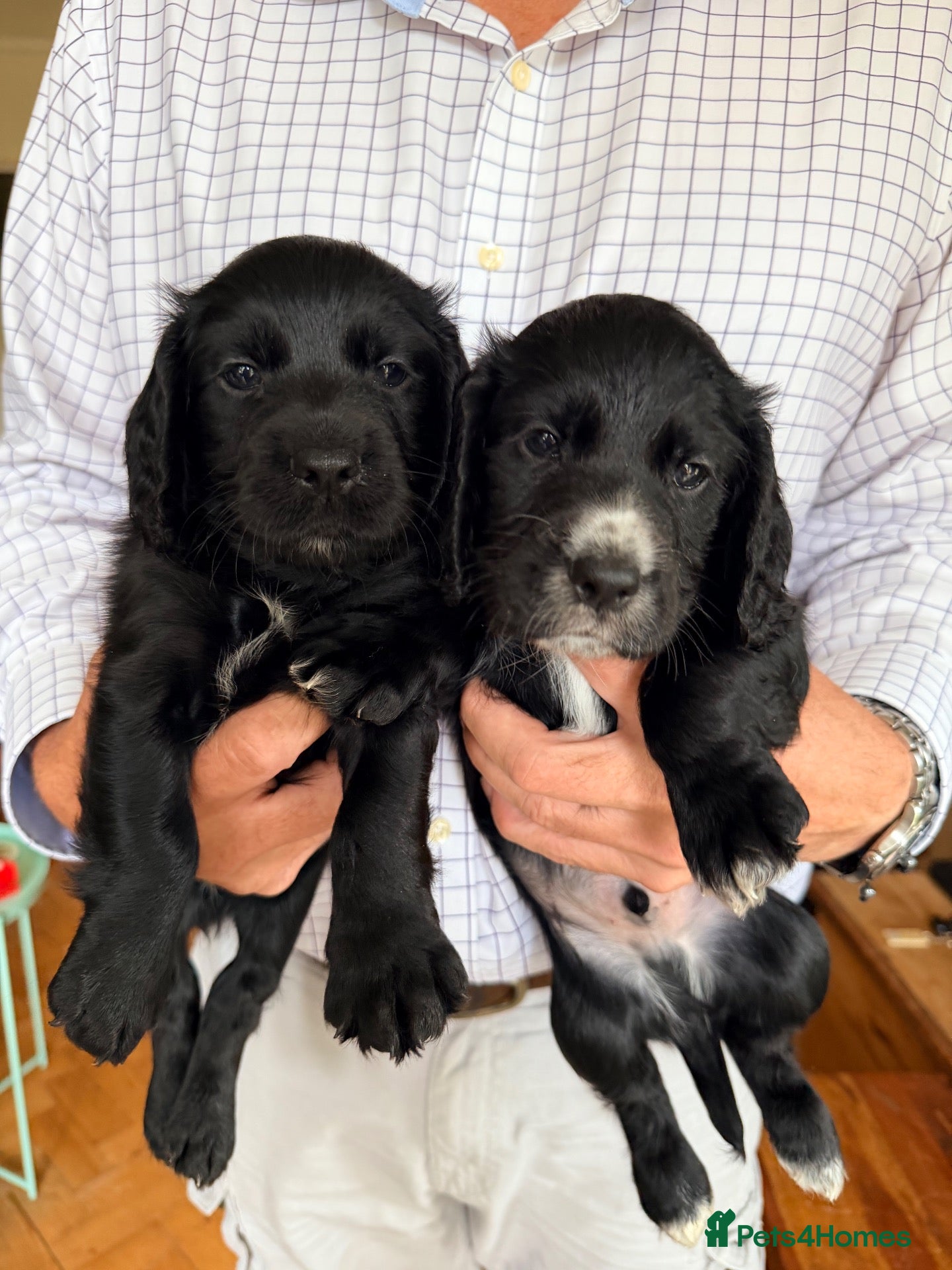 Cocker Spaniel dogs KC registered FTCh lines Cocker Spaniel puppies  - Advert 1