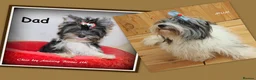 Biewer Terrier dogs for sale: ✨ Stunning Biewer & Merle Yorkies – Ready Apr 25 ✨ - Advert 4