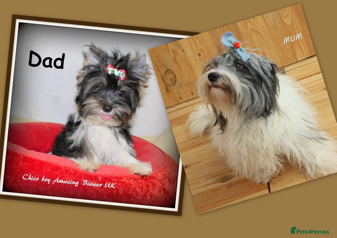 Biewer Terrier dogs for sale: ✨ Stunning Biewer & Merle Yorkies – Ready Apr 25 ✨ - Advert 4