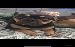 French Bulldog dogs for sale: French bulldog puppies - Image 17