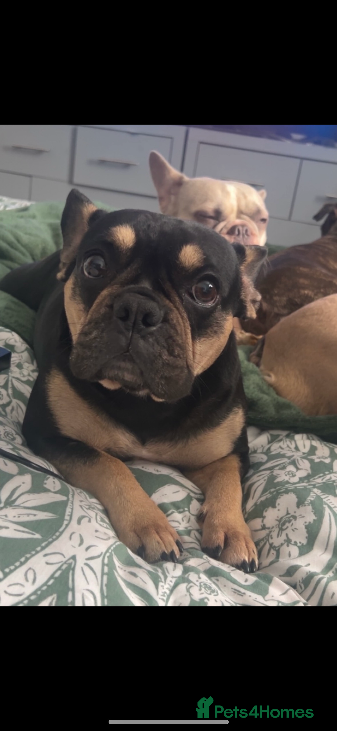 French Bulldog dogs for sale: French bulldog puppies - Image 17