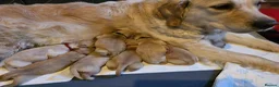 Golden Retriever dogs for sale: Golden Retriever Puppies - Advert 3