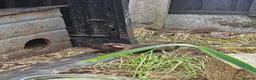 Guinea Pig rodents for sale: 8 male guinea pigs  - Advert 30