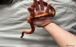 Corn Snake reptiles for sale: Corn snake very friendly  - Advert 3