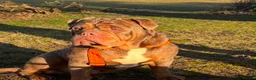 Olde English Bulldogge dogs for sale: Olde English Bulldogge, Mix Colours & Fluffy Gene in Canvey Island - Advert 10