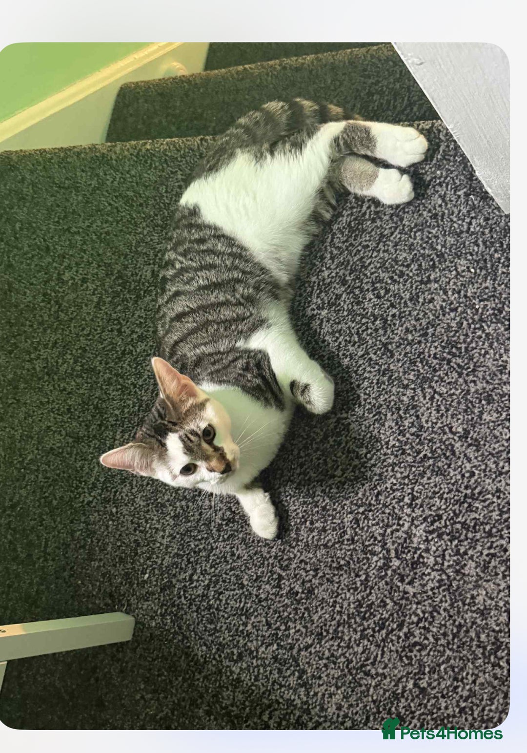 Mixed Breed cats for sale: Lovely 6 month old tabby boy  - Image 3