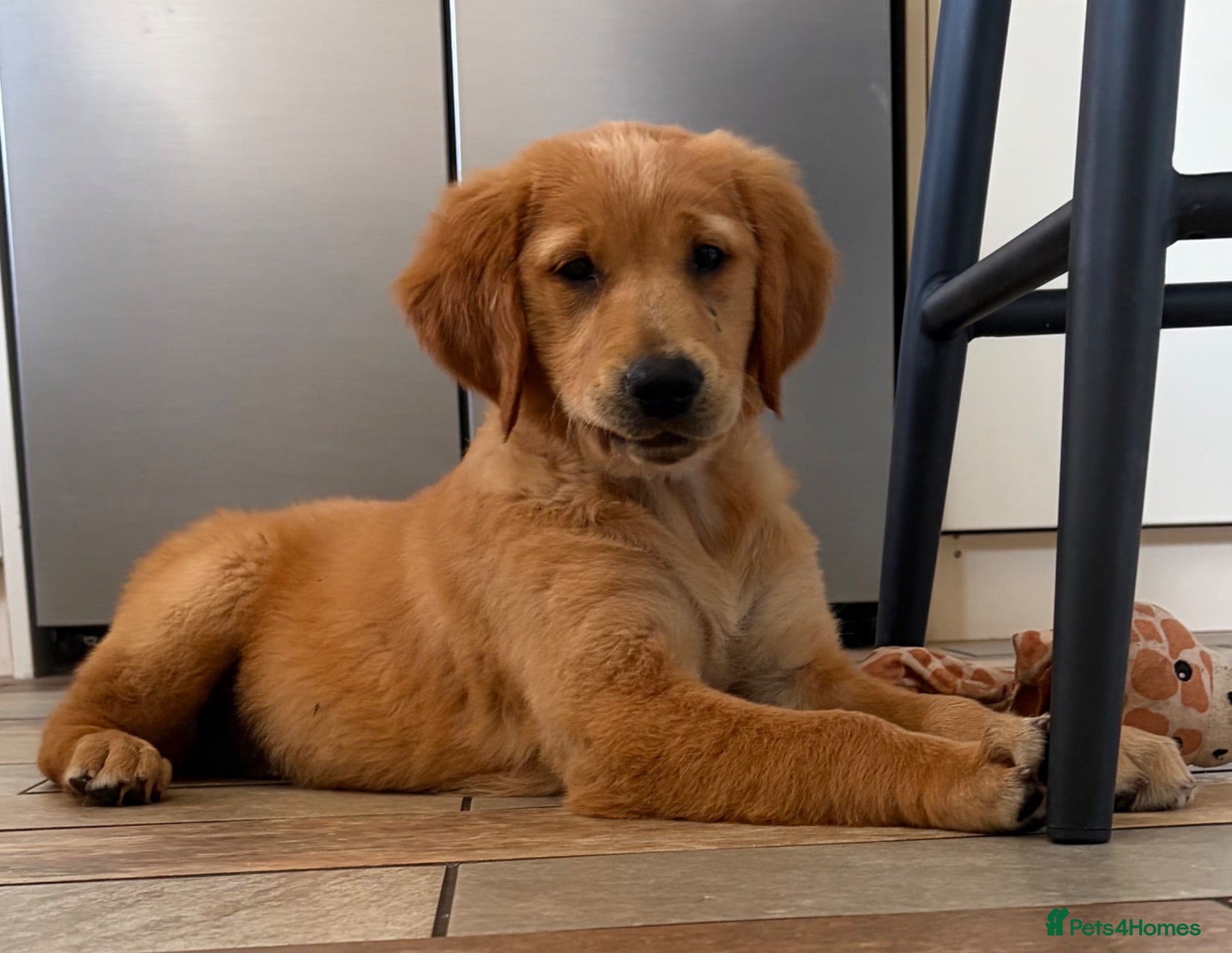Golden Retriever dogs Ready Now 😊 gorgeous golden retriever puppies  - Advert 5