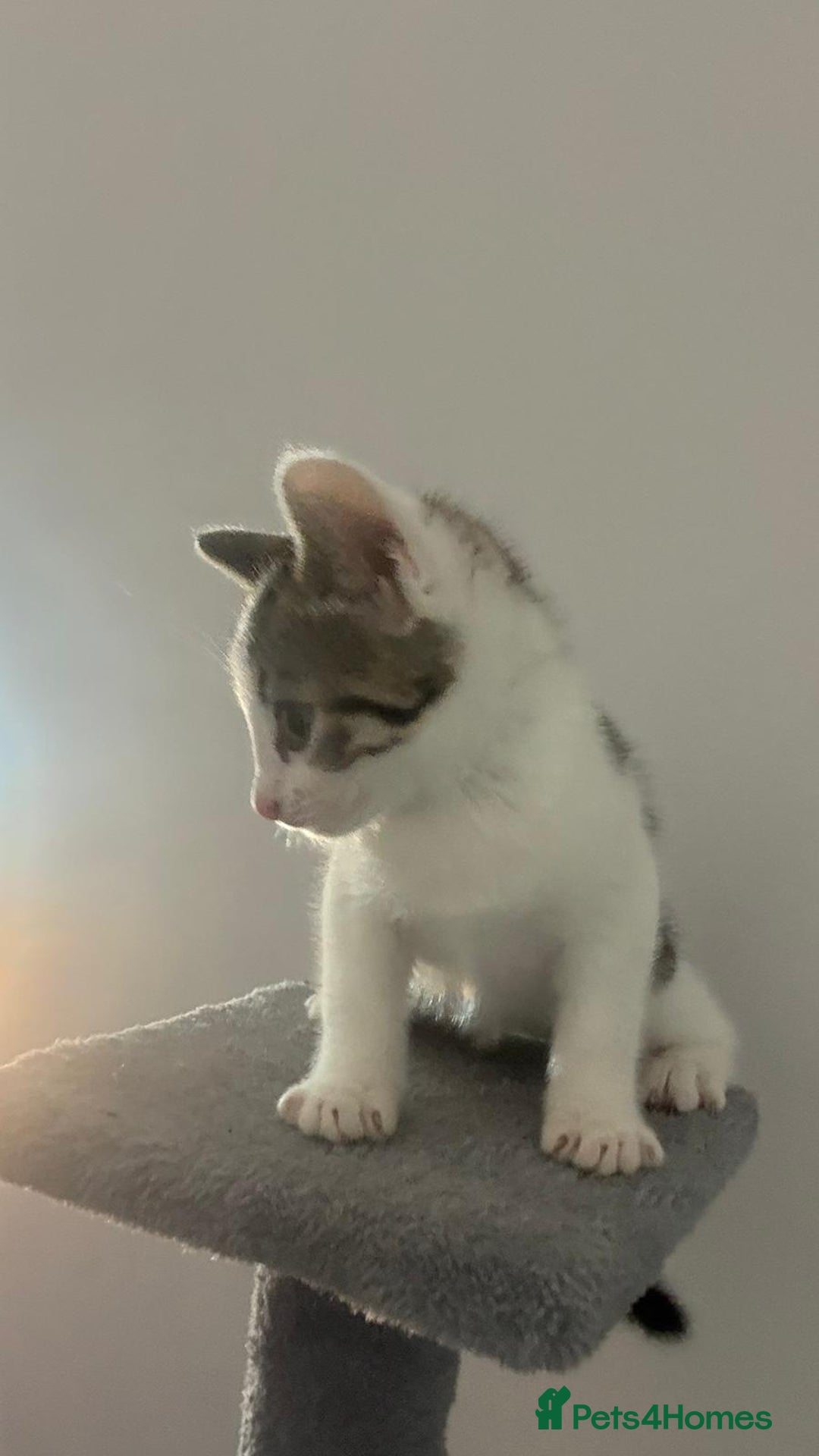 Bengal cats for sale: Bengal Mixed breed - Advert 7