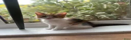 Domestic Shorthair cats for sale: Domestic shorthair cats  - Advert 9