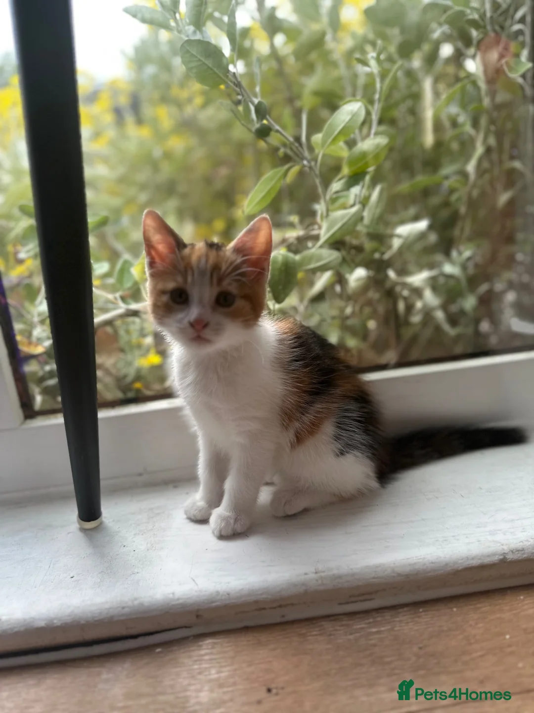 Domestic Shorthair cats for sale: Domestic shorthair cats  - Advert 9