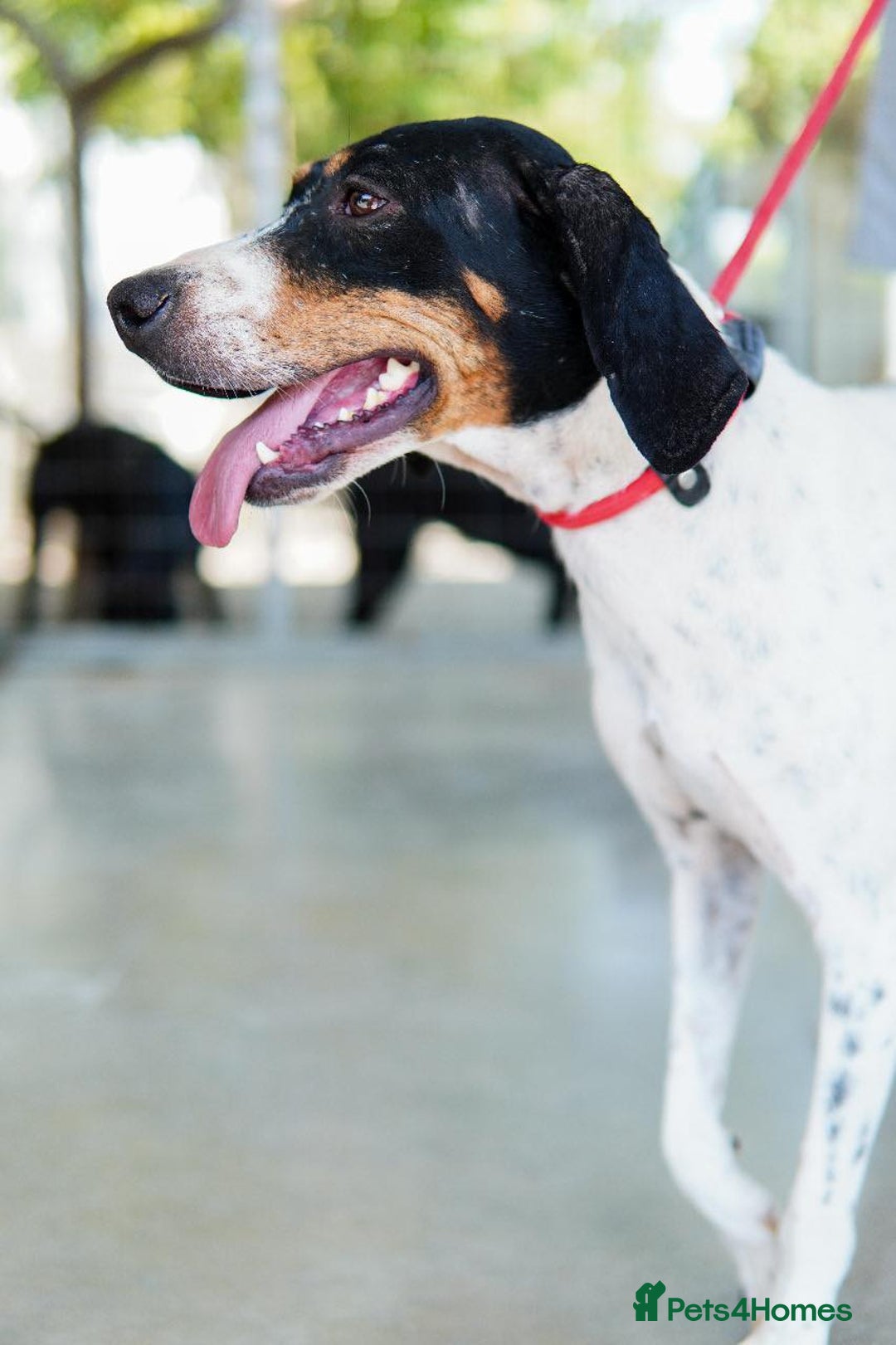 Mixed Breed dogs for adoption: Betty – 3 years old, female, Mixed Breed   - Advert 3