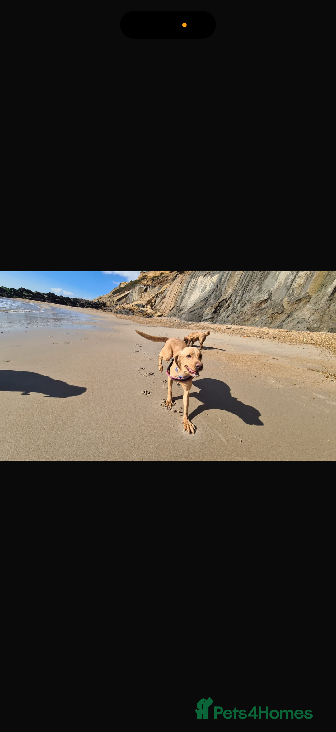 Mixed Breed dogs for sale: Rosie - Image 1
