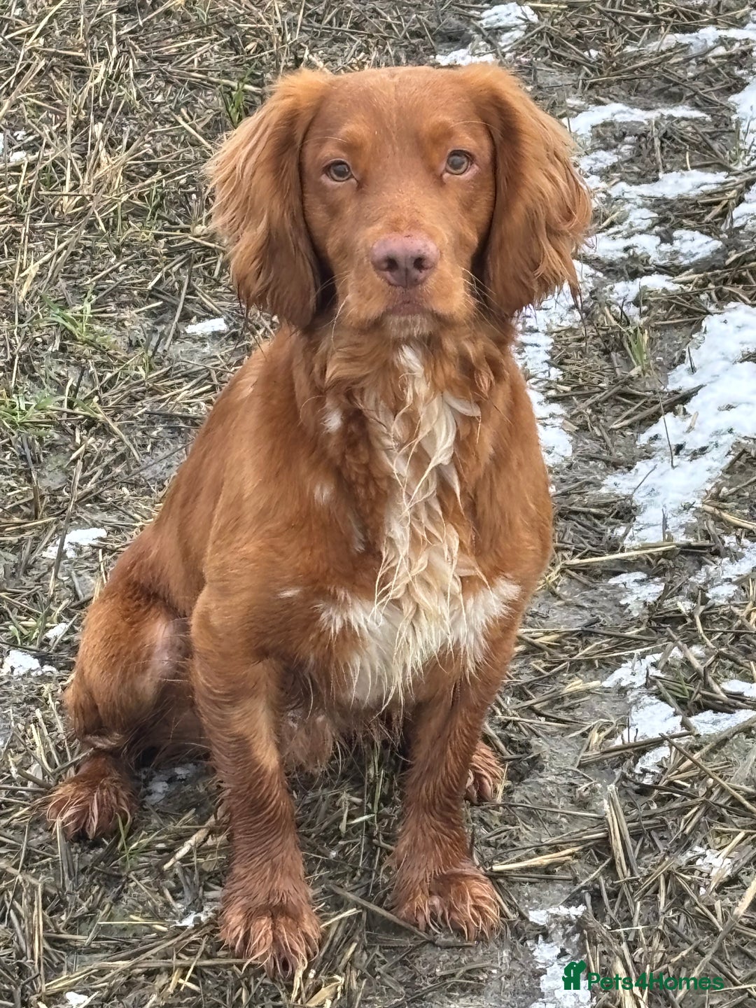 Cocker Spaniel dogs for stud: Health tested working cocker spaniel  in Devizes - Image 7