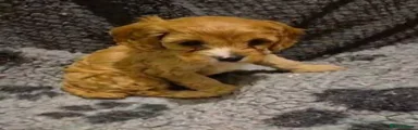Cavapoo 2