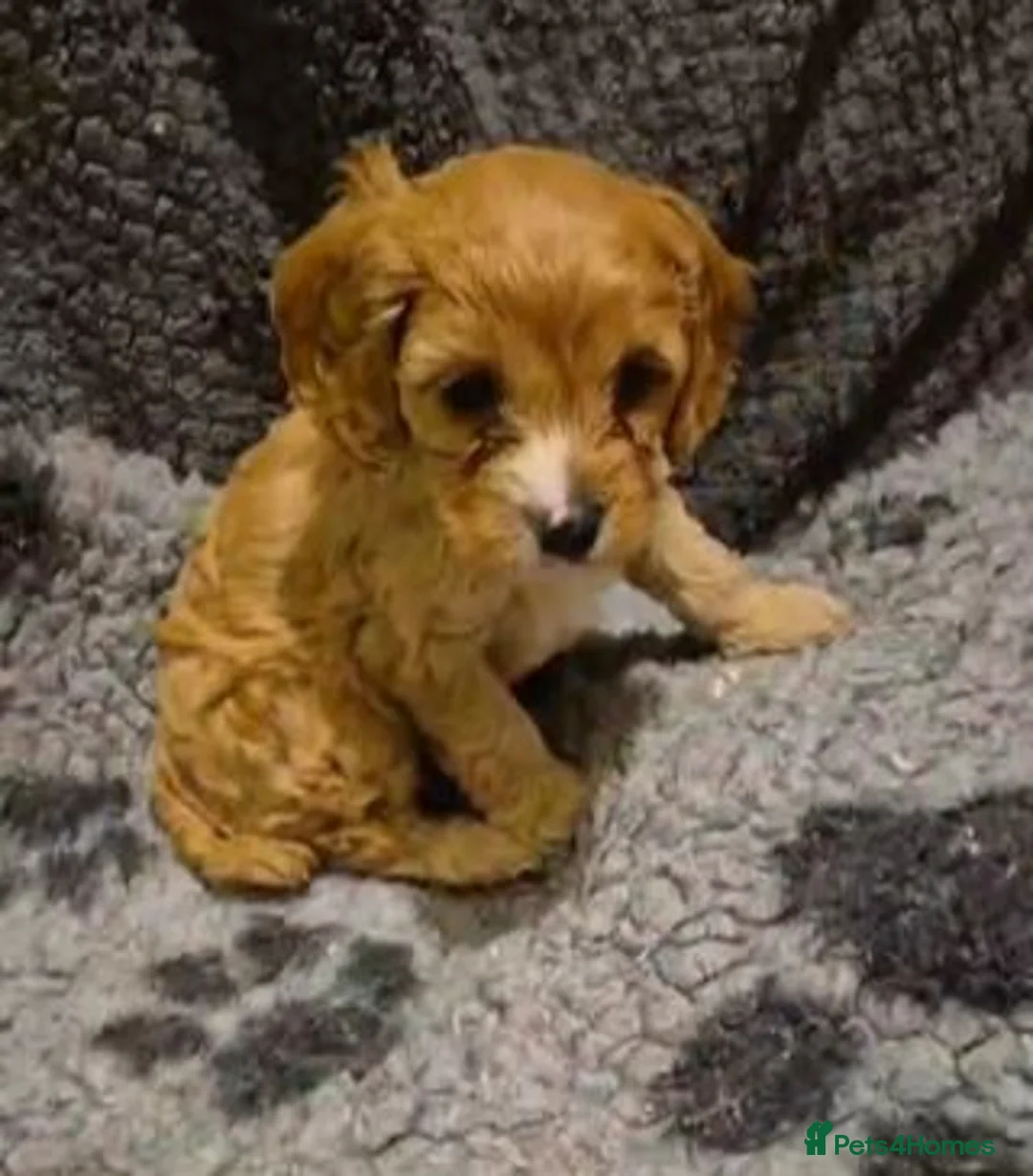 Cavapoo dogs for sale: Beautiful Cavapoo Puppies in Sunderland - Advert 5