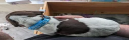 German Shorthaired Pointer dogs for sale: Stunning 3rd Generation Pups Available  - Advert 6