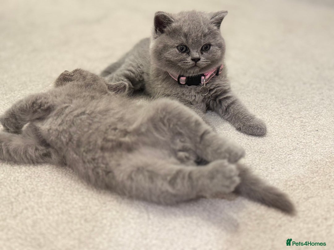 British Shorthair cats for sale: British Short Hair Kittens - Advert 14