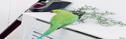 Parrots birds for sale: Baby Indian Ringnack parrot for sale  - Advert 3