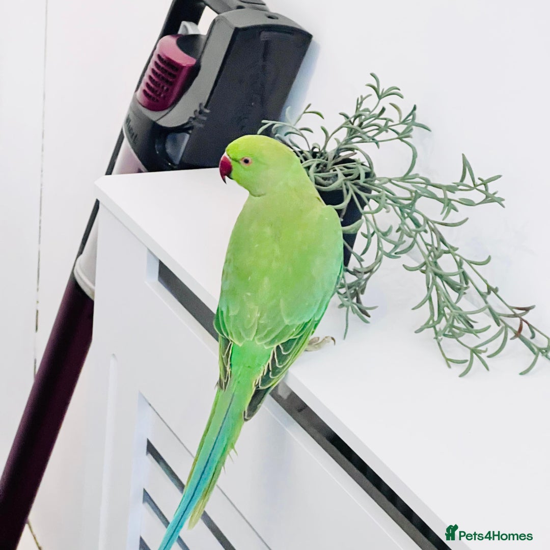 Parrots birds for sale: Baby Indian Ringnack parrot for sale  - Advert 3