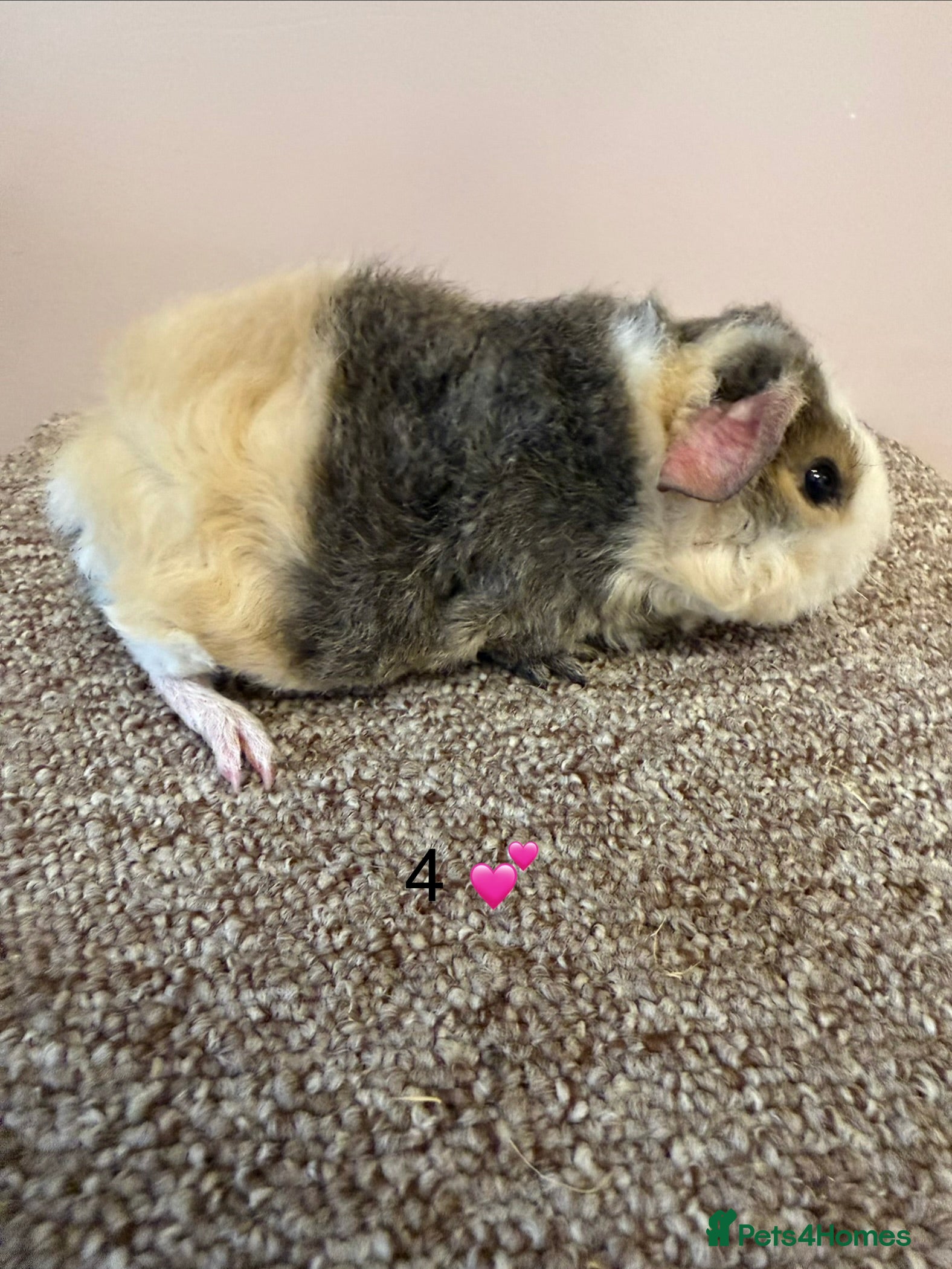 Guinea Pig rodents Teddy Sow Guinea Pigs - Advert 1