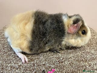 Guinea Pig rodents Teddy Sow Guinea Pigs - Advert 1