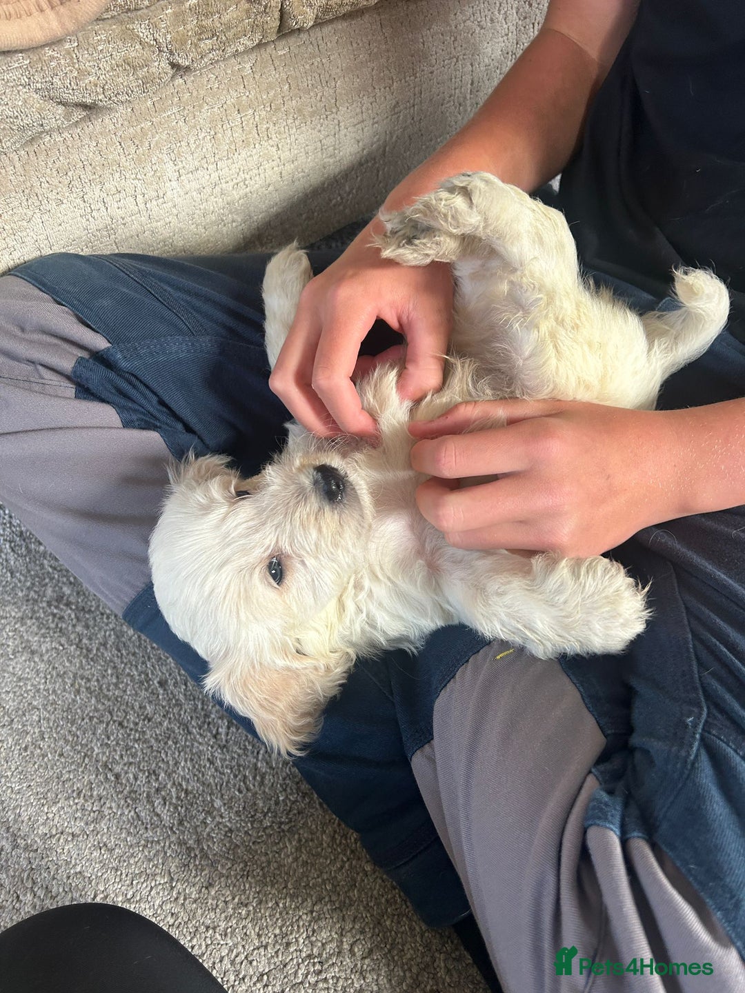 Cockapoo dogs for sale: Adorable F1 cockapoo puppies  - Image 4