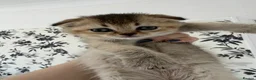 Scottish Fold cats for sale: Scottish Fold x British  - Advert 4