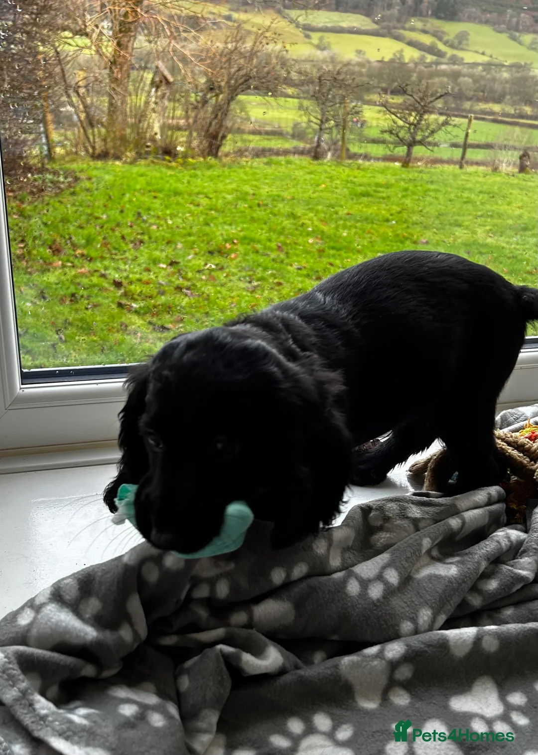 Cocker Spaniel dogs for sale: ✨ Cuddles Await from our Cocker Spaniel Pups  - Advert 17