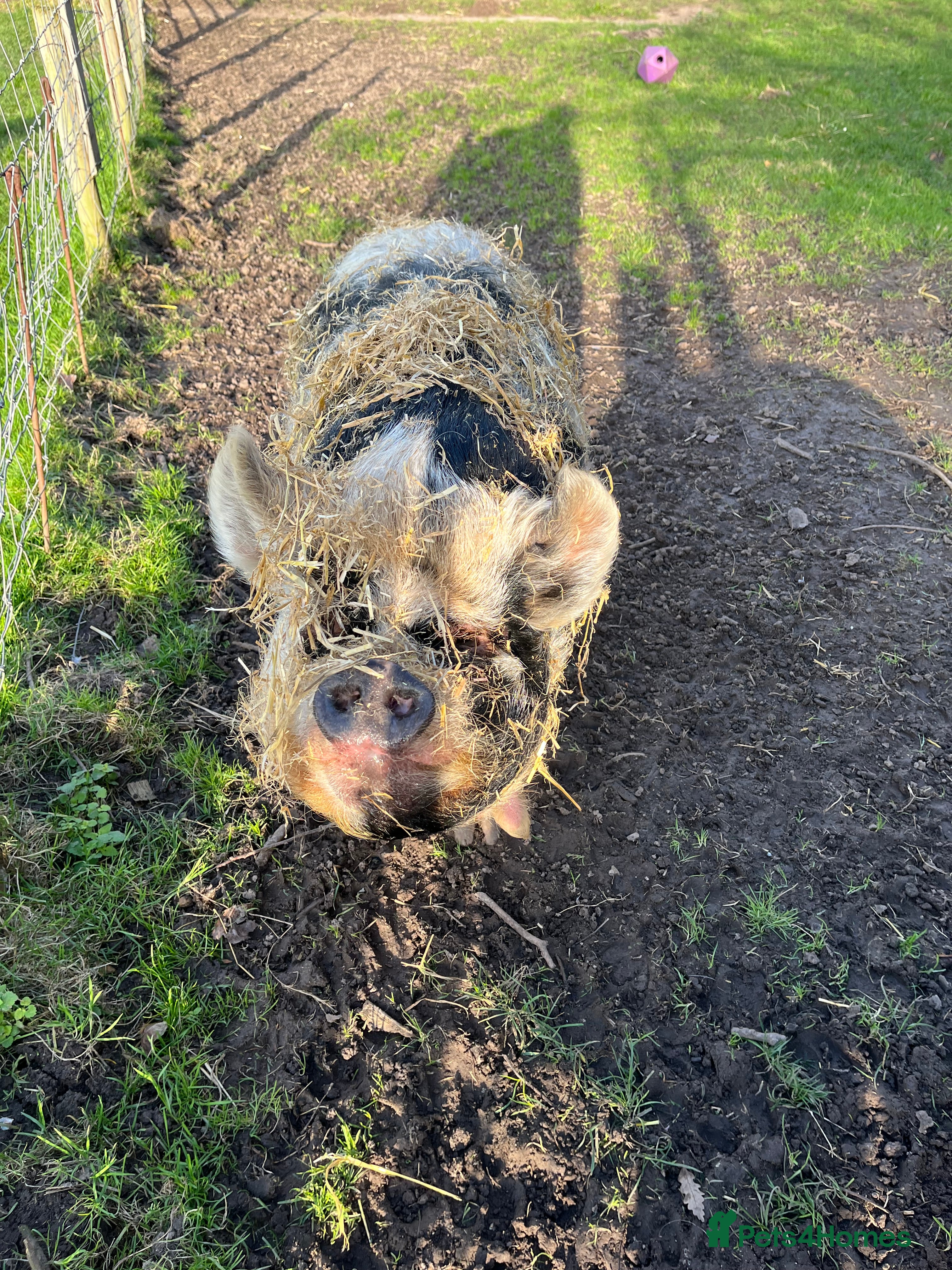 Pig livestock Re home Kune Kune and pot belly cross - Advert 6