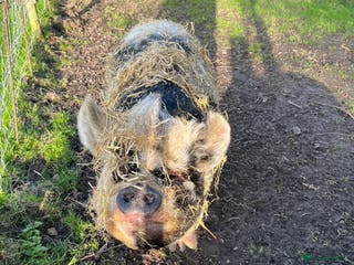 Pig livestock Re home Kune Kune and pot belly cross - Advert 5