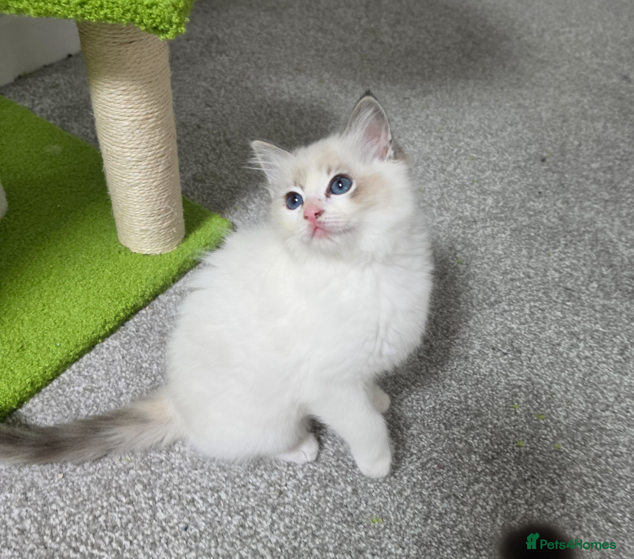 Ragdoll cats GCCF Registered Gorgeous Kittens  - Advert 6