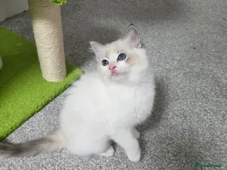Ragdoll cats GCCF Registered Gorgeous Kittens - Advert 6