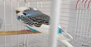 Budgerigars birds - Advert 5