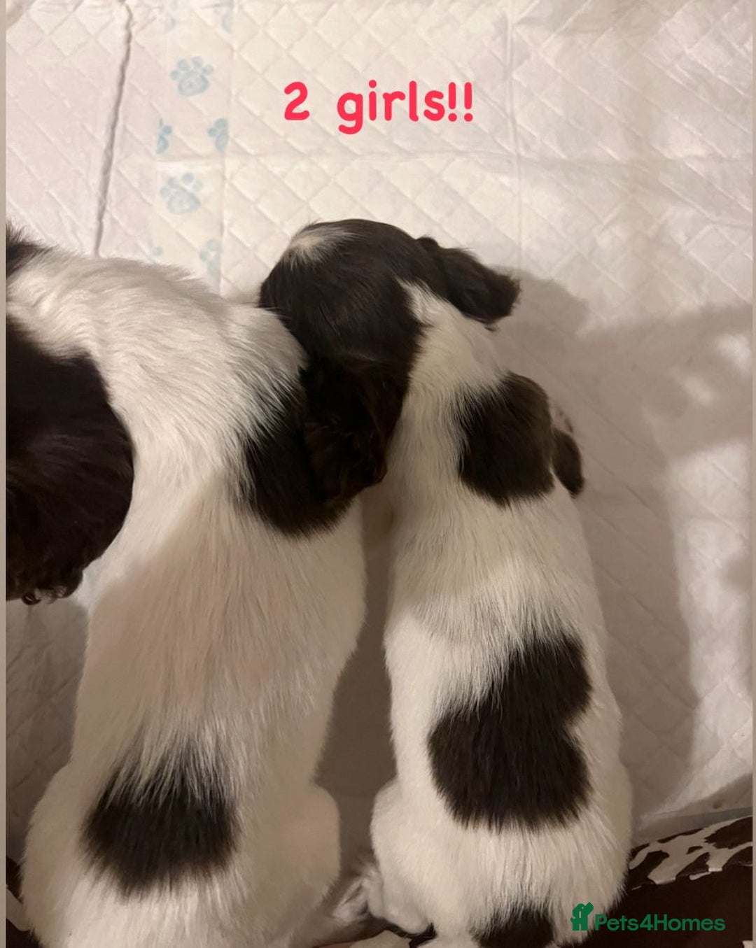 Cocker Spaniel dogs for sale: Cocker spaniel  - Image 5