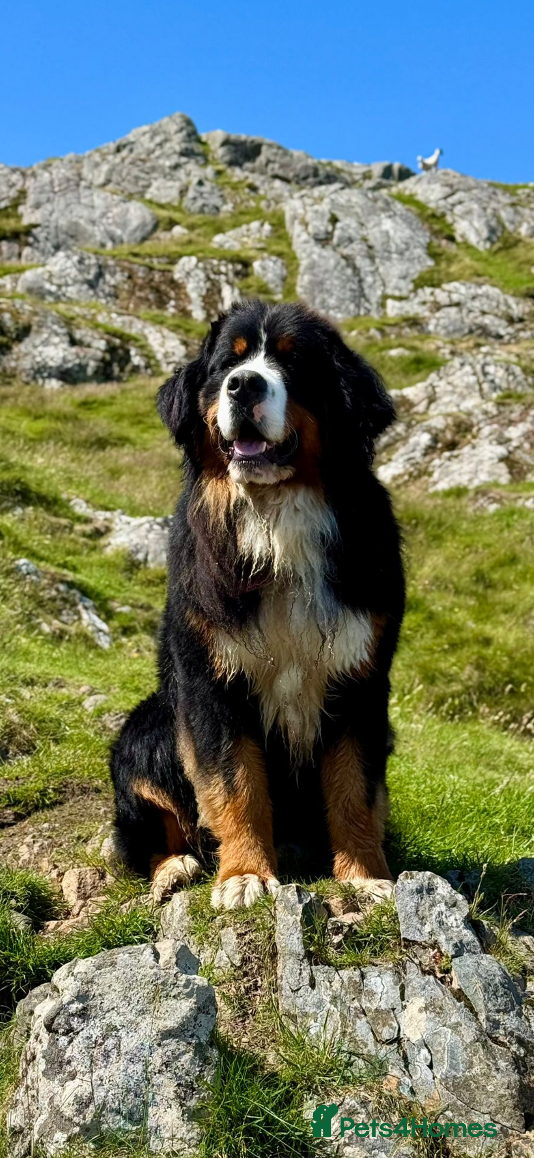 Bernese Mountain Dog dogs for stud: Gorgeous polish imported Stud available  - Advert 1