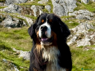 Bernese Mountain Dog dogs Gorgeous polish imported Stud available - Advert 2