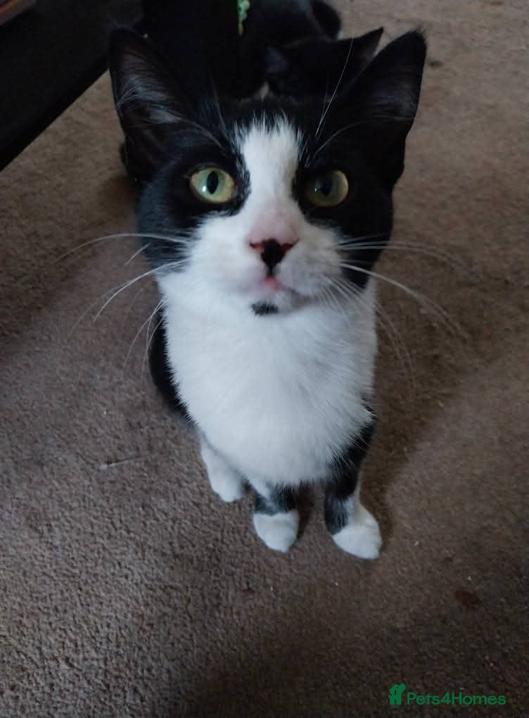 Domestic Shorthair cats 2 female sisters available  - Advert 3