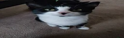 Domestic Shorthair cats for sale: 2 female sisters available  - Advert 1