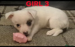 Mixed Breed dogs for sale: Miniature Jack Russell x Chihuahua Pups - Image 8