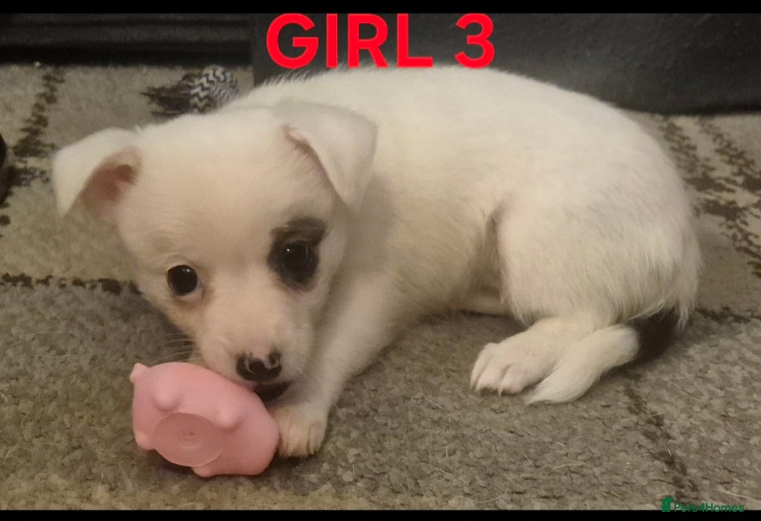Mixed Breed dogs for sale: Miniature Jack Russell x Chihuahua Pups - Image 8