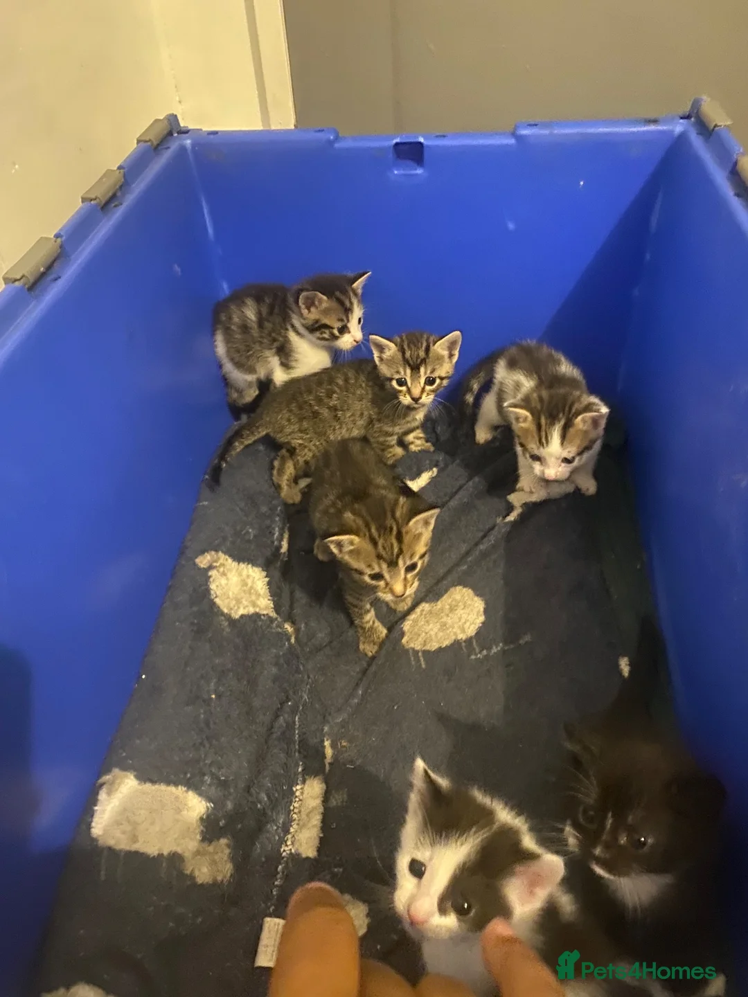 Mixed Breed cats for sale: beautiful litter of tabby kittens  - Advert 8