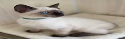 Siamese cats for sale: GCCF Registered Traditional Siamese Kittens  - Advert 18