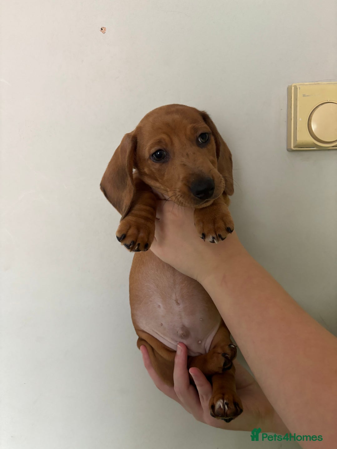 Miniature Dachshund dogs for sale: 3 dashund for sale  in Bolton - Image 3