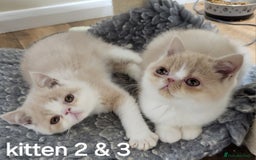 Exotic cats for sale: Registered Brothers  - Image 15