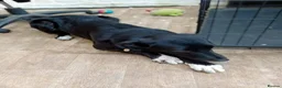 Mixed Breed dogs for adoption: Meet Ember, currently residing in Sheffield  in Sheffield - Advert 4