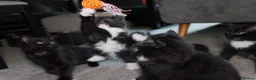 Turkish Angora cats for sale: Turkish Angora Mix Kittens - Advert 13